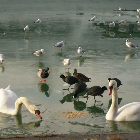 In - Balaton 38420 Apartman Siófok